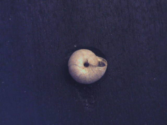 Candidula unifasciata ?
